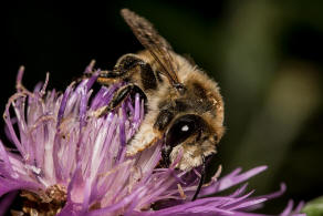 Megachile maritima / Sand-Blattschneiderbiene / Megachilidae - Blattschneiderbienenartige / Hautflgler - Hymenoptera