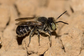 Megachile argentata / Filzzahn-Blattschneiderbiene / Megachilidae ("Blattschneiderbienenartige") / Hautflügler - Hymenoptera