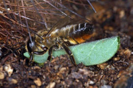 Megachile willughbiella / Garten-Blattschneiderbiene / Megachilinae ("Blattschneiderbienenartige") / Hautflügler - Hymenoptera