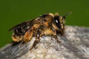 Melitta haemorrhoidalis / Glockenblumen-Sägehornbiene / Melittidae - Sägehornbienenartige / Hautflügler - Hymenoptera