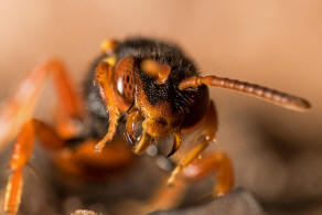 Nomada bifasciata / Rotbäuchige Wespenbiene / Apinae (Echte Bienen) / Ordnung: Hautflügler - Hymenoptera