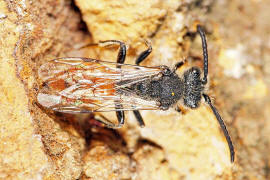 Nomada fabriciana / Rotschwarze Wespenbiene / Apinae - Echte Bienen / Ordnung: Hautflügler - Hymenoptera