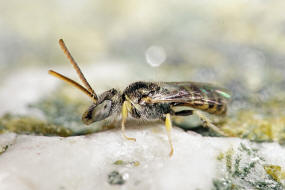 Nomioides minutissimus / Dünen-Steppenbiene / Schmal- / Furchenbienen - Halictidae - Nomioidinae / Ordnung: Hautflügler - Hymenoptera