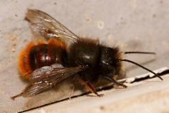 Osmia cornuta / Gehörnte Mauerbiene / Megachilinae ("Blattschneiderbienenartige")