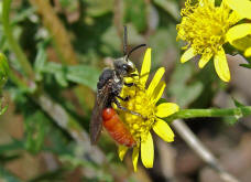 Sphecodes albilabris / Riesen-Blutbiene / Schmal- / Furchenbienen - Halictidae / Ordnung: Hautflügler - Hymenoptera
