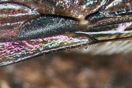 Sphecodes ephippius / Gewöhnliche Blutbiene / Vorderrand der Hinterflügel mit nur 5-7 Häkchen, Cubitalader stark gebogen