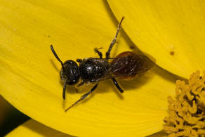 Sphecodes ephippius / Gewhnliche Blutbiene / Schmal- / Furchenbienen - Halictidae / Ordnung: Hautflgler - Hymenoptera