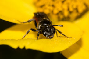 Sphecodes ephippius / Gewhnliche Blutbiene / Schmal- / Furchenbienen - Halictidae / Ordnung: Hautflgler - Hymenoptera