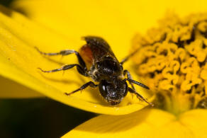 Sphecodes ephippius / Gewhnliche Blutbiene / Schmal- / Furchenbienen - Halictidae / Ordnung: Hautflgler - Hymenoptera