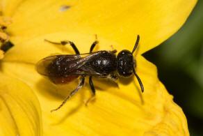 Sphecodes ephippius / Gewhnliche Blutbiene / Schmal- / Furchenbienen - Halictidae / Ordnung: Hautflgler - Hymenoptera