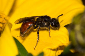 Sphecodes ephippius / Gewhnliche Blutbiene / Schmal- / Furchenbienen - Halictidae / Ordnung: Hautflgler - Hymenoptera