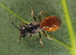 Sphecodes ferruginatus / Rostfarbene Blutbiene / Schmal- / Furchenbienen - Halictidae / Ordnung: Hautflügler - Hymenoptera