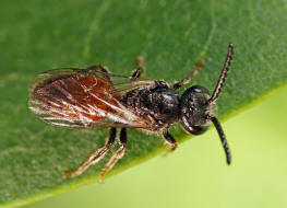 Sphecodes ferruginatus / Rostfarbene Blutbiene / Schmal- / Furchenbienen - Halictidae / Ordnung: Hautflügler - Hymenoptera