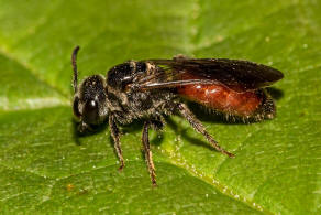 Sphecodes rufiventris / Geriefte Blutbiene / Schmal- / Furchenbienen - Halictidae