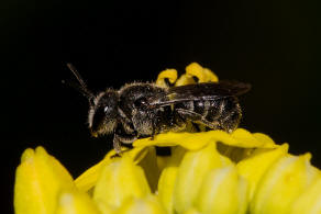 Stelis breviuscula / Kurze Dsterbiene / Blattschneiderbienenartige - Megachilidae / Hautflgler - Hymenoptera