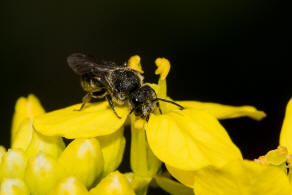 Stelis breviuscula / Kurze Dsterbiene / Blattschneiderbienenartige - Megachilidae / Hautflgler - Hymenoptera