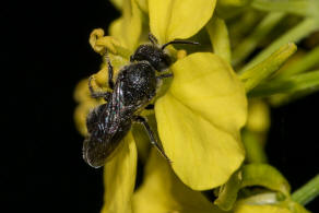 Stelis breviuscula / Kurze Dsterbiene / Blattschneiderbienenartige - Megachilidae / Hautflgler - Hymenoptera