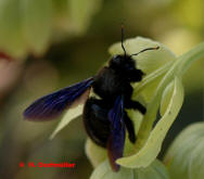 Xylocopa violacea / Blauschwarze Holzbiene / Apinae (Echte Bienen) - Foto: N. Dorfmller