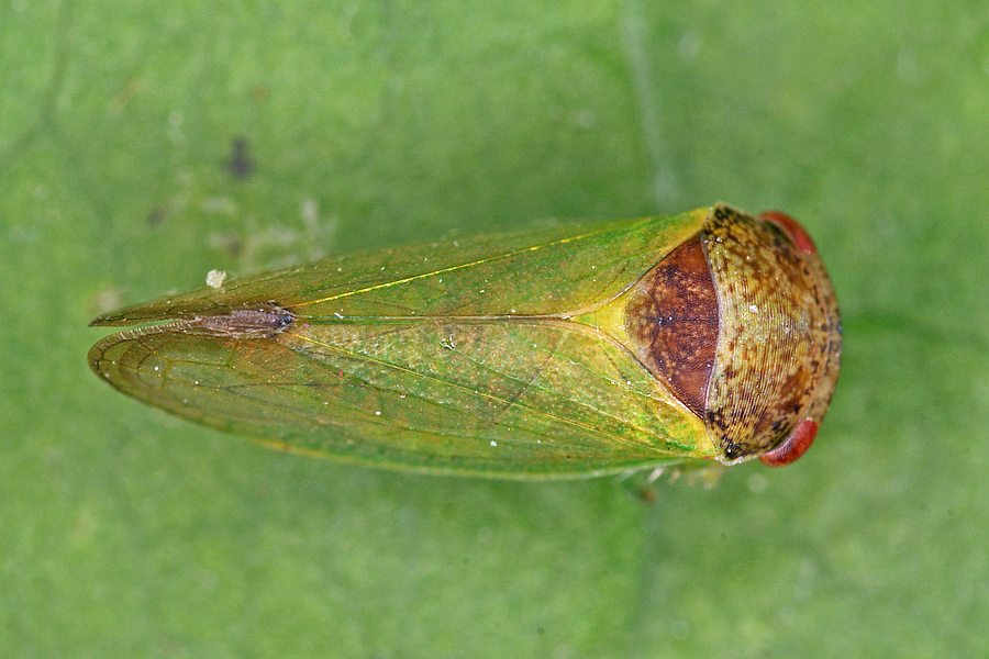Iassus lanio / Eichenlederzikade / Zwergzikaden - Cicadellidae / Unterordnung: Rundkopfzikaden - Cicadomorpha