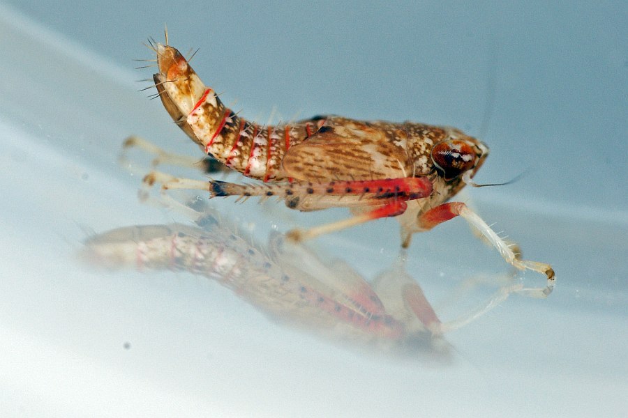 Orientus ishidae / Orientzikade / Zwergzikaden - Cicadellidae / Unterordnung: Rundkopfzikaden - Cicadomorpha
