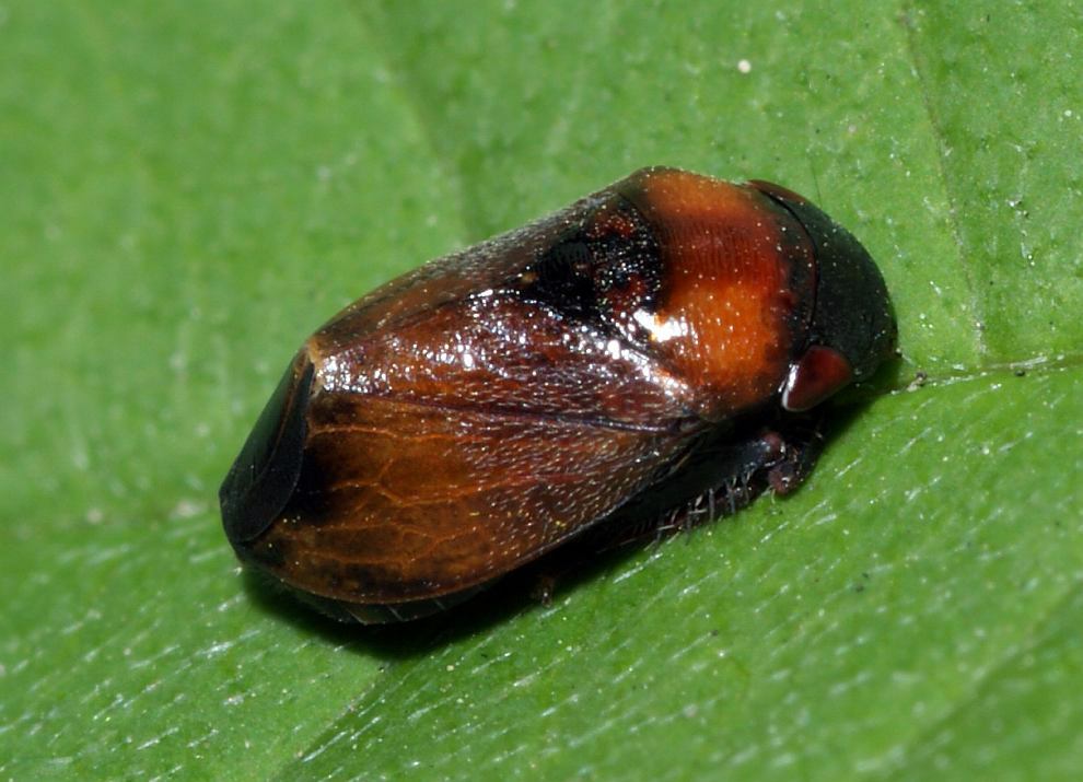 Penthimia nigra / Mönchszikade / Zwergzikaden - Cicadellidae / Unterordnung: Rundkopfzikaden - Cicadomorpha
