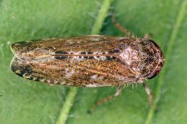 Allygidius atomarius / Ulmenbaumzirpe / Zwergzikaden - Cicadellidae / Zirpen - Deltocephalinae / Unterordnung: Rundkopfzikaden - Cicadomorpha
