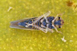 Arboridia ribauti / Hakenblattzikade / Zwergzikaden - Cicadellidae / Blattzikaden - Typhlocybinae / Unterordnung: Rundkopfzikaden - Cicadomorpha