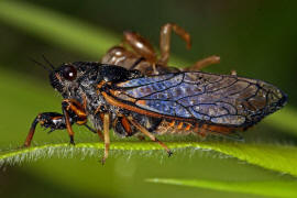 Cicadetta montana s.l. / Berg-Singzikade / Singzikaden - Cicadidae / Rundkopfzikaden - Cicadomorpha