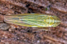 Dikraneura variata / Schmielenblattzikade / Zwergzikaden - Cicadellidae / Blattzikaden - Typhlocybinae / Unterordnung: Rundkopfzikaden - Cicadomorpha