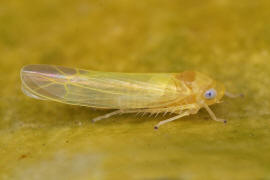 Edwardsiana flavescens / Gelbe Laubzikade / Zwergzikaden - Cicadellidae / Blattzikaden - Typhlocybinae / Unterordnung: Rundkopfzikaden - Cicadomorpha
