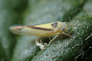 Edwardsiana geometrica / Gestreifte Laubzikade / Zwergzikaden - Cicadellidae / Blattzikaden - Typhlocybinae / Unterordnung: Rundkopfzikaden - Cicadomorpha
