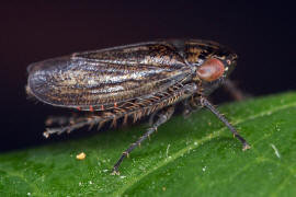 Euscelis incisus / Wiesenkleezirpe / Zwergzikaden - Cicadellidae / Zirpen - Deltocephalinae / Unterordnung: Rundkopfzikaden - Cicadomorpha