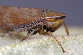 Fieberiella florii / Südliche Strauchzirpe / Deltocephalinae - Zirpen / Unterordnung: Cicadellidae - Zwergzikaden