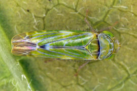 Liguropia juniperi / Zypressen-Blattzikade / Zwergzikaden - Cicadellidae / Blattzikaden - Typhlocybinae / Unterordnung: Rundkopfzikaden - Cicadomorpha