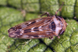 Perotettix pictus / Bunte Fichtenzirpe / Zwergzikaden - Cicadellidae / Zirpen - Deltocephalinae / Unterordnung: Rundkopfzikaden - Cicadomorpha