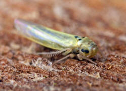 Zyginidia scutellaris / Maisblattzikade / Zwergzikaden - Cicadellidae / Blattzikaden - Typhlocybinae / Unterordnung: Rundkopfzikaden - Cicadomorpha