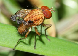 Pegomya testacea / Ohne deutschen Namen / Blumenfliegen - Anthomyiidae / Ordnung: Zweiflgler - Diptera / Fliegen - Brachycera