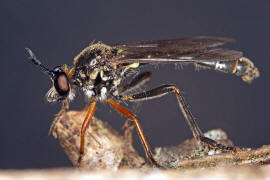 Dioctria rufipes / Höcker-Habichtsfliege / Raubfliegen - Asilidae - Stenopogoninae / Ordnung: Zweiflügler - Diptera