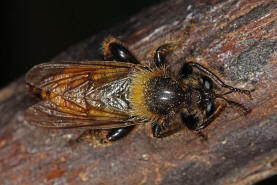 Laphria flava / Gelbe Mordfliege / Raubfliegen - Asilidae - Laphriinae / Ordnung: Zweiflügler - Diptera