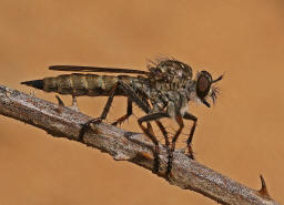 Tolmerus atricapillus / Gemeine Raubfliege / Raubfliegen - Asilidae - Asilinae