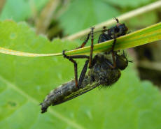 Tolmerus atricapillus / Gemeine Raubfliege / Raubfliegen - Asilidae - Asilinae