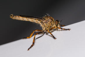 Tolmerus cingulatus / Burschen-Raubfliege / Raubfliegen - Asilidae - Asilinae / Ordnung: Zweiflügler - Diptera