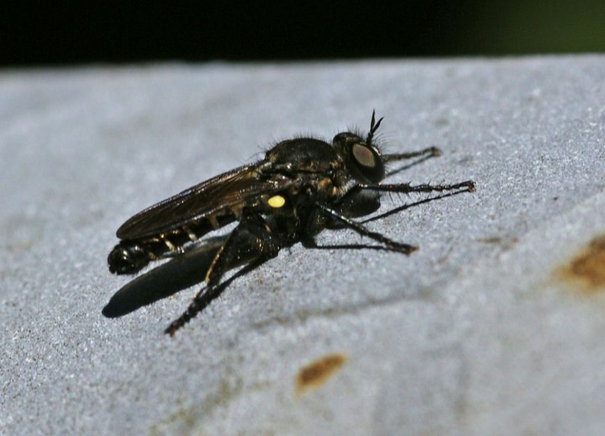 Cyrtopogon lateralis / Kleine Makelfliege / Raubfliegen - Asilidae - Stenopogoninae