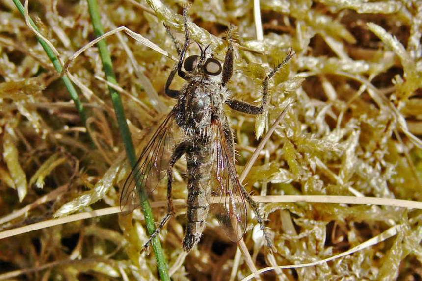 Dysmachus trigonus / Säbel-Raubfliege / Raubfliegen - Asilidae - Asilinae / Ordnung: Zweiflügler - Diptera