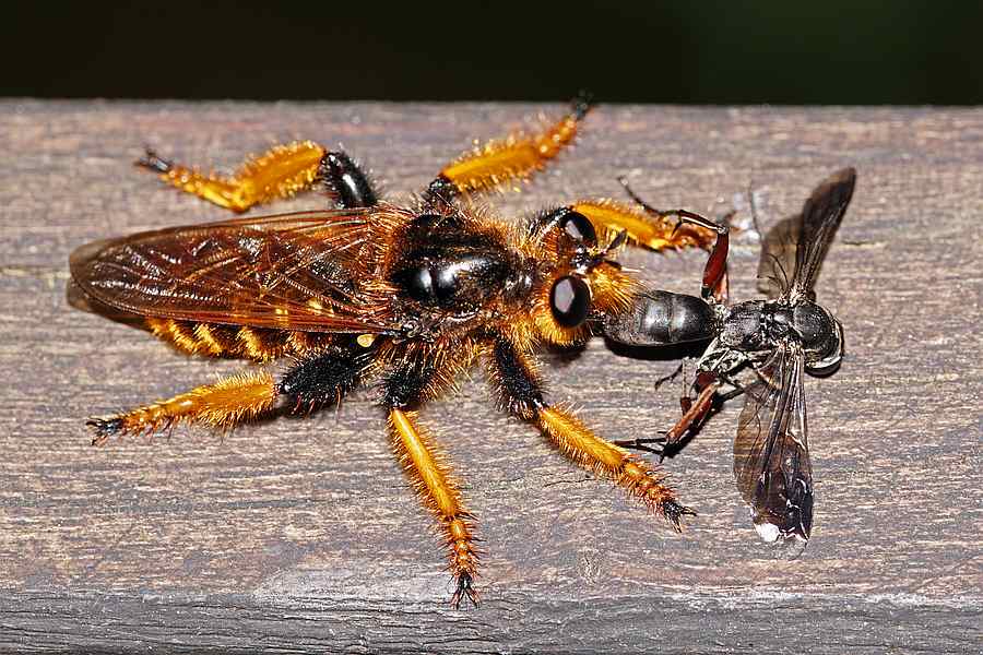 Pogonosoma maroccanum / Ohne deutschen Namen / Raubfliegen - Asilidae - Laphriinae / Ordnung: Zweiflügler - Diptera