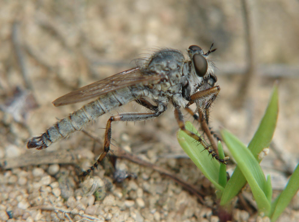 Tolmerus cingulatus / "Burschen-Raubfliege" / Raubfliegen - Asilidae - Asilinae / Ordnung: Zweiflügler - Diptera