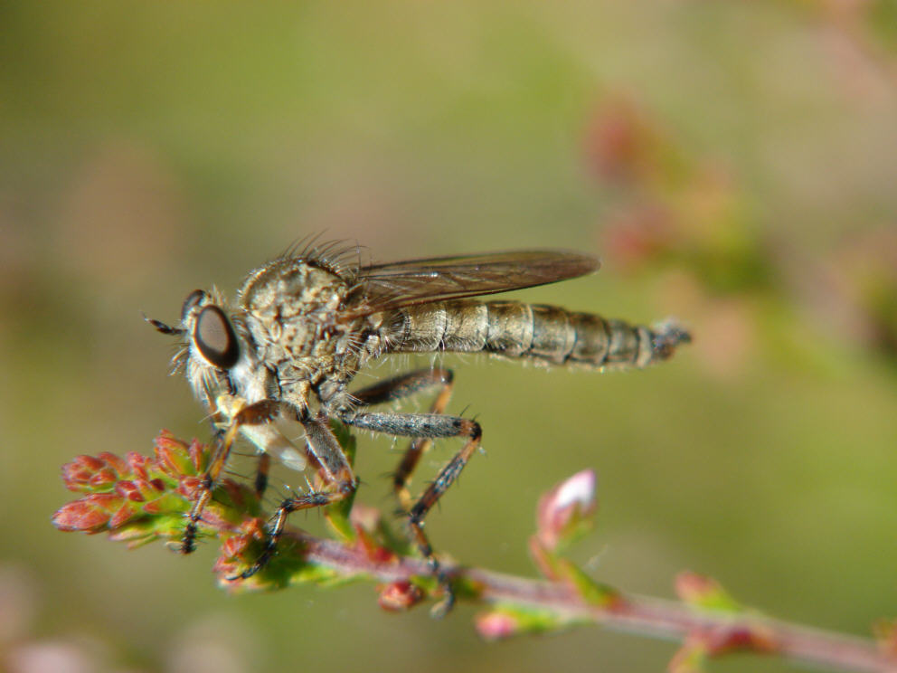 Tolmerus cingulatus / "Burschen-Raubfliege" / Raubfliegen - Asilidae - Asilinae / Ordnung: Zweiflügler - Diptera