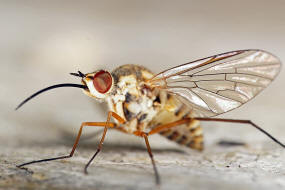 Phthiria gaedii / Ohne deutschen Namen / Schweber - Bombyliidae / Diptera - Zweiflügler / Brachycera - Fliegen