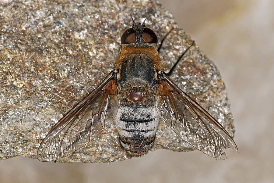 Exoprosopa minos (Meigen, 1804) / Schweber - Bombyliidae - Anthracinae
