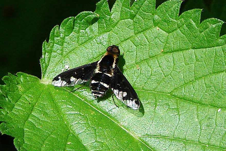 Hemipenthes maura / Trauerschweber / Schweber - Bombyliidae / Diptera - Zweiflügler / Brachycera - Fliegen